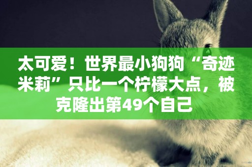 太可愛！世界最小狗狗“奇跡米莉”只比一個檸檬大點，被克隆出第49個自己 
