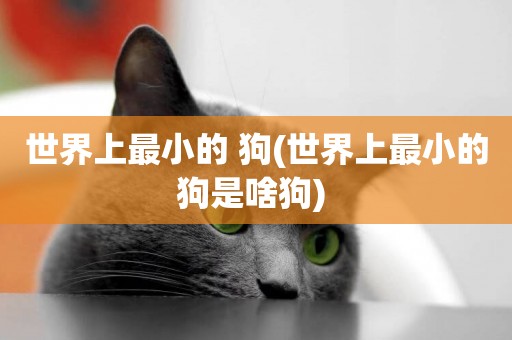 世界上最小的 狗(世界上最小的狗是啥狗) 