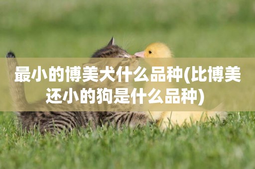 最小的博美犬什么品種(比博美還小的狗是什么品種) 
