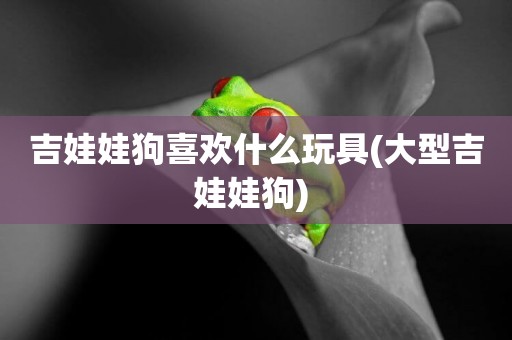 吉娃娃狗喜歡什么玩具(大型吉娃娃狗) 