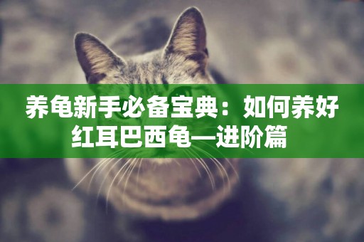 養龜新手必備寶典：如何養好紅耳巴西龜—進階篇 