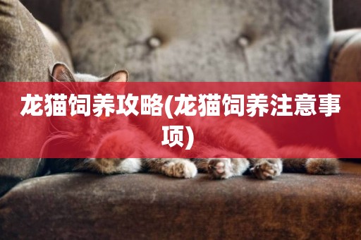 龍貓飼養攻略(龍貓飼養注意事項) 