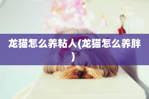龍貓怎么養粘人(龍貓怎么養胖) 