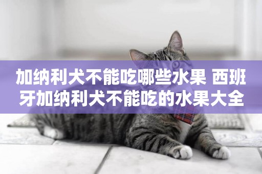 加納利犬不能吃哪些水果 西班牙加納利犬不能吃的水果大全