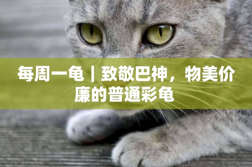 每周一龜｜致敬巴神，物美價廉的普通彩龜 