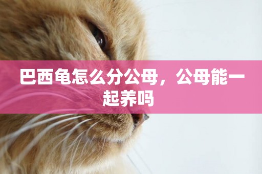 巴西龜怎么分公母，公母能一起養嗎 