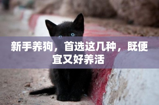 新手養狗，首選這幾種，既便宜又好養活 