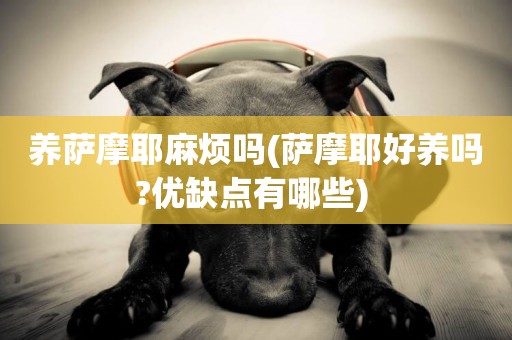 養薩摩耶麻煩嗎(薩摩耶好養嗎?優缺點有哪些) 