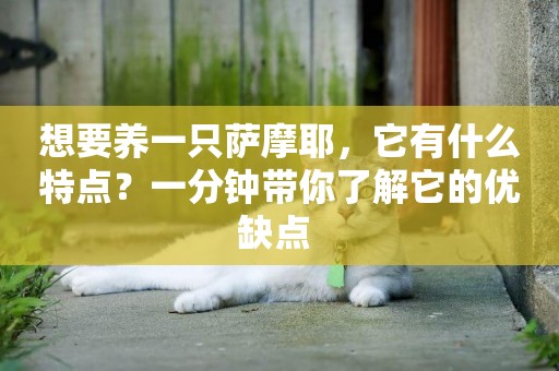 想要養一只薩摩耶，它有什么特點？一分鐘帶你了解它的優缺點 