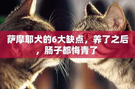 薩摩耶犬的6大缺點，養了之后，腸子都悔青了 