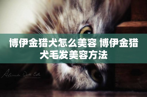 博伊金獵犬怎么美容 博伊金獵犬毛發美容方法