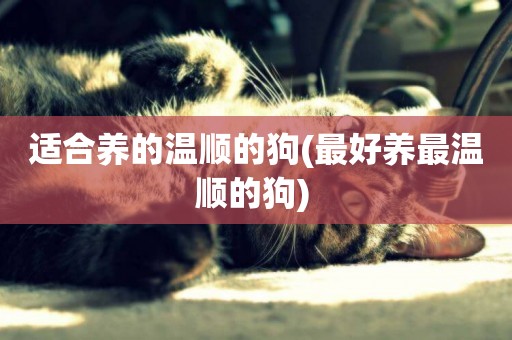 適合養的溫順的狗(最好養最溫順的狗) 