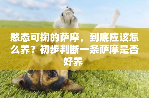 憨態可掬的薩摩，到底應該怎么養？初步判斷一條薩摩是否好養 