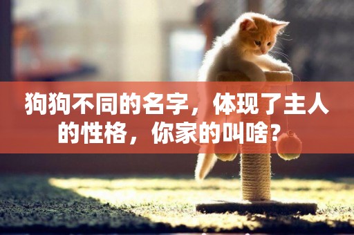 狗狗不同的名字，體現了主人的性格，你家的叫啥？ 