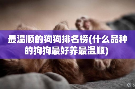 最溫順的狗狗排名榜(什么品種的狗狗最好養最溫順) 