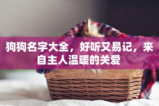 狗狗名字大全，好聽又易記，來自主人溫暖的關愛 