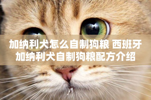 加納利犬怎么自制狗糧 西班牙加納利犬自制狗糧配方介紹
