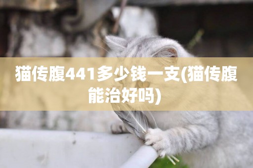 貓傳腹441多少錢一支(貓傳腹能治好嗎) 