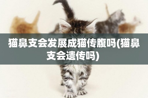 貓鼻支會發展成貓傳腹嗎(貓鼻支會遺傳嗎) 