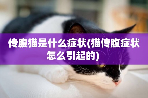 傳腹貓是什么癥狀(貓傳腹癥狀怎么引起的) 