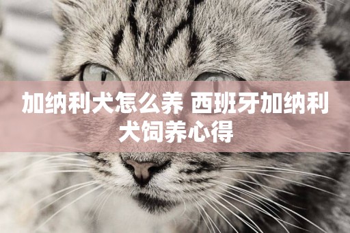 加納利犬怎么養 西班牙加納利犬飼養心得