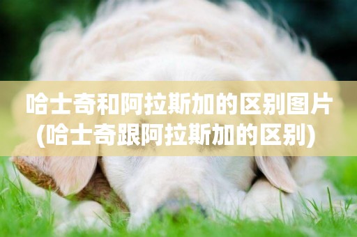 哈士奇和阿拉斯加的區別圖片(哈士奇跟阿拉斯加的區別) 