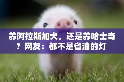 養阿拉斯加犬，還是養哈士奇？網友：都不是省油的燈 