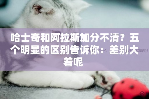 哈士奇和阿拉斯加分不清？五個明顯的區別告訴你：差別大著呢 