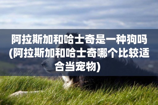 阿拉斯加和哈士奇是一種狗嗎(阿拉斯加和哈士奇哪個比較適合當寵物) 