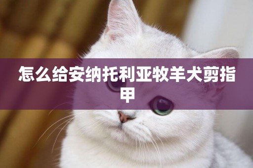 怎么給安納托利亞牧羊犬剪指甲