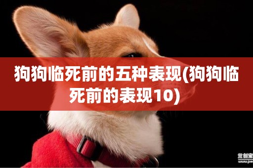 狗狗臨死前的五種表現(狗狗臨死前的表現10) 