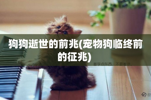 狗狗逝世的前兆(寵物狗臨終前的征兆) 