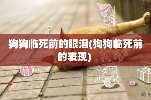 狗狗臨死前的眼淚(狗狗臨死前的表現) 