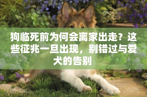 狗臨死前為何會離家出走？這些征兆一旦出現，別錯過與愛犬的告別 