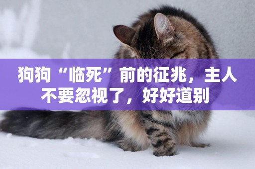 狗狗“臨死”前的征兆，主人不要忽視了，好好道別 