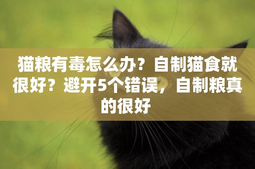 貓糧有毒怎么辦？自制貓食就很好？避開5個錯誤，自制糧真的很好 