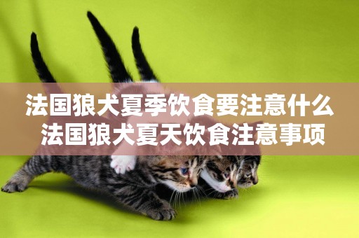 法國狼犬夏季飲食要注意什么 法國狼犬夏天飲食注意事項