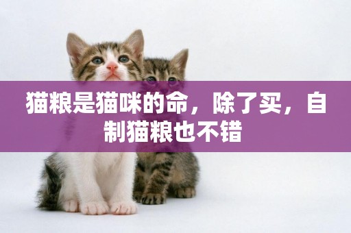 貓糧是貓咪的命，除了買，自制貓糧也不錯 