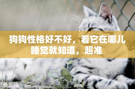 狗狗性格好不好，看它在哪兒睡覺就知道，超準 