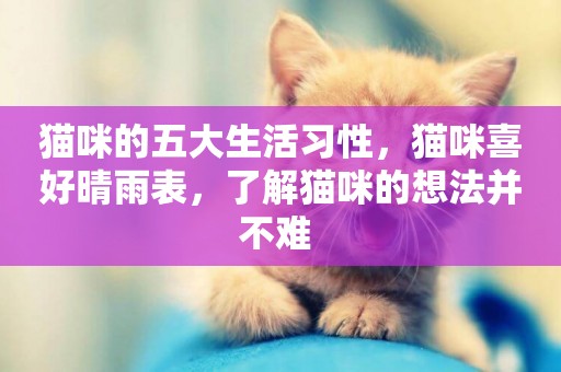貓咪的五大生活習性，貓咪喜好晴雨表，了解貓咪的想法并不難 