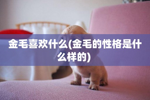 金毛喜歡什么(金毛的性格是什么樣的) 