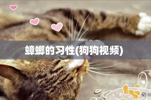 蟑螂的習性(狗狗視頻) 