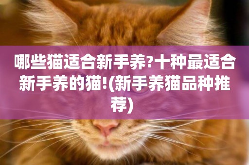 哪些貓適合新手養?十種最適合新手養的貓!(新手養貓品種推薦) 