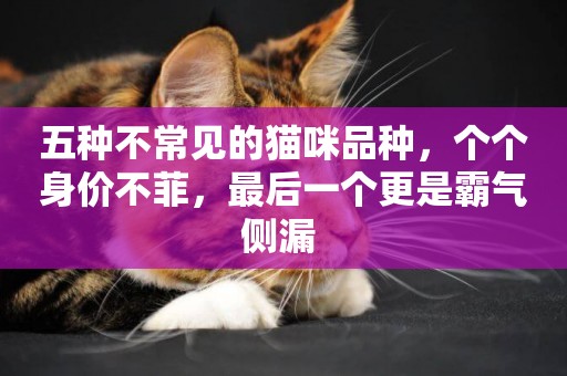 五種不常見的貓咪品種，個個身價不菲，最后一個更是霸氣側漏 