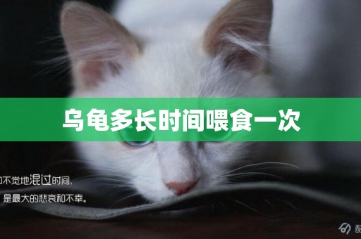 烏龜多長時間喂食一次