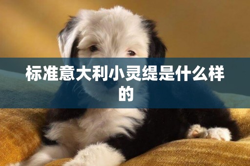 標準意大利小靈緹是什么樣的