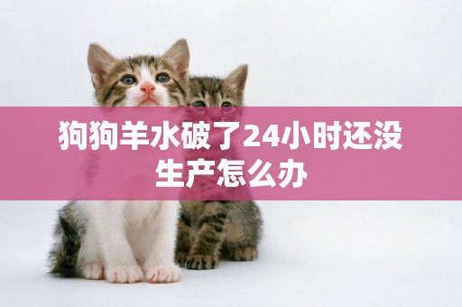 狗狗羊水破了24小時還沒生產怎么辦