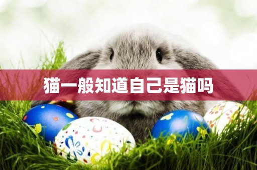 貓一般知道自己是貓嗎
