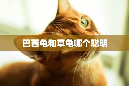 巴西龜和草龜哪個聰明
