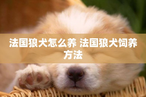 法國狼犬怎么養 法國狼犬飼養方法